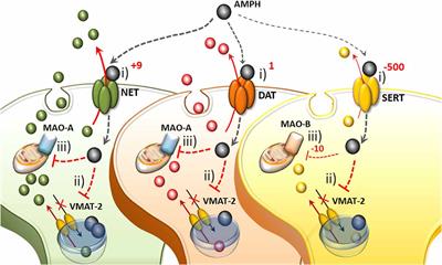 The Effects of Amphetamine and Methamphetamine on the Release of Norepinephrine, Dopamine and Acetylcholine From the Brainstem Reticular Formation